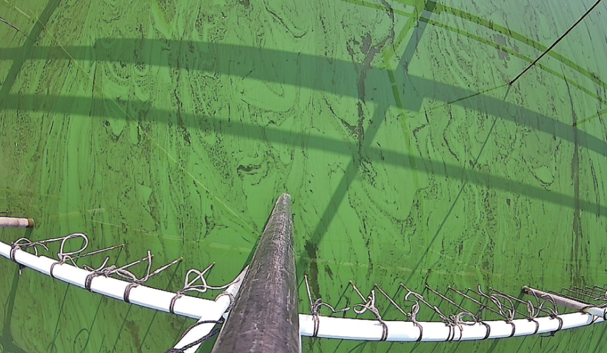 日吉と共にアオコ発生のメカニズムを調査